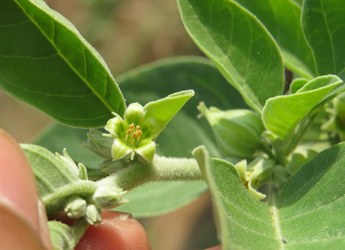 Ashwagandha: When Is The Best Time To Take It?