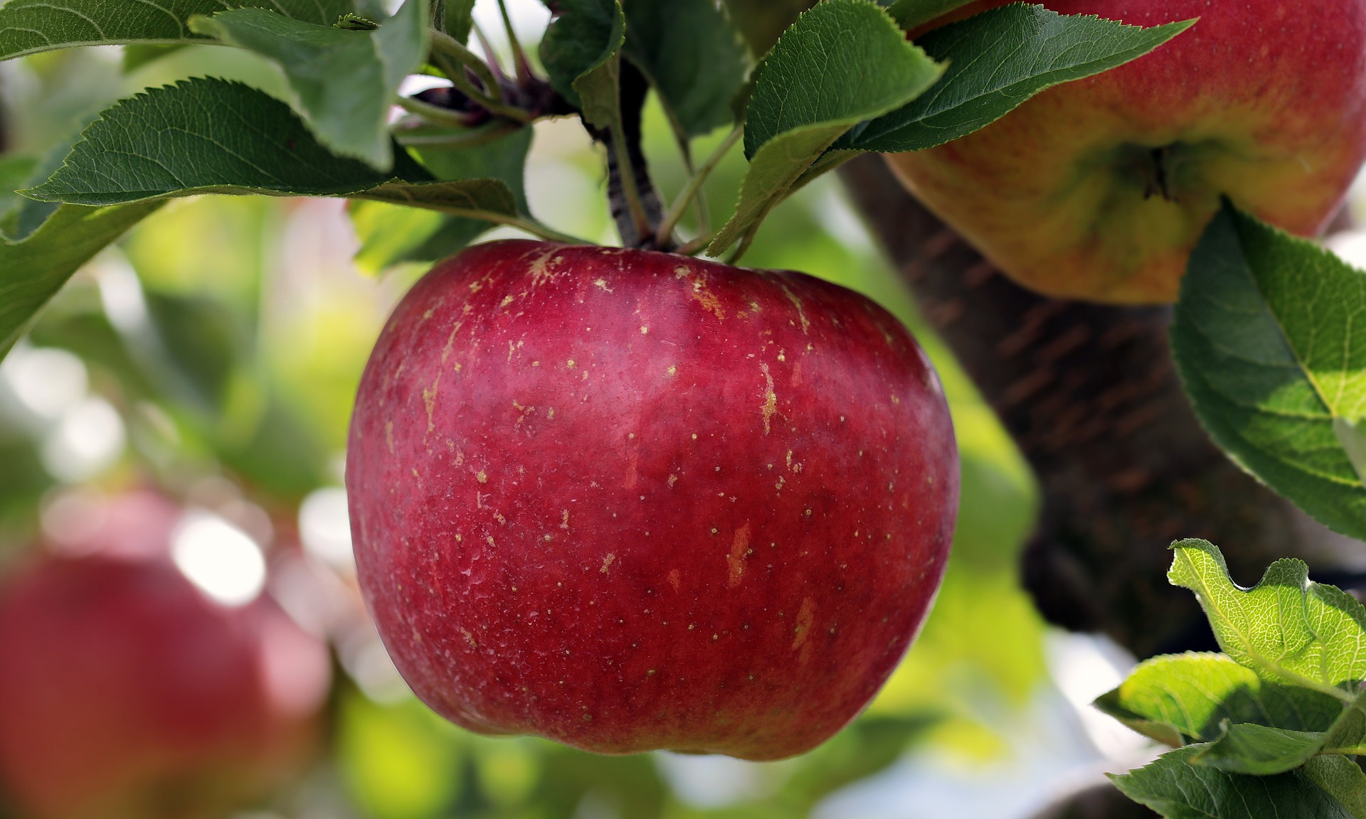 Are Apples Good For Your Immune System?