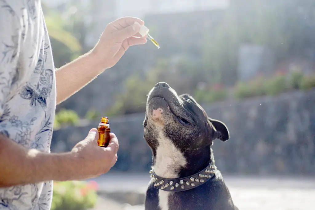 receptra naturals review: good for your dog too?