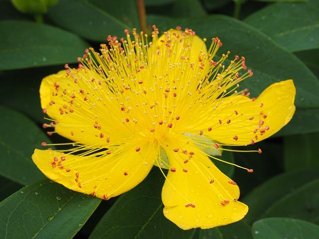 St Johns Wort For Anxiety and Depression