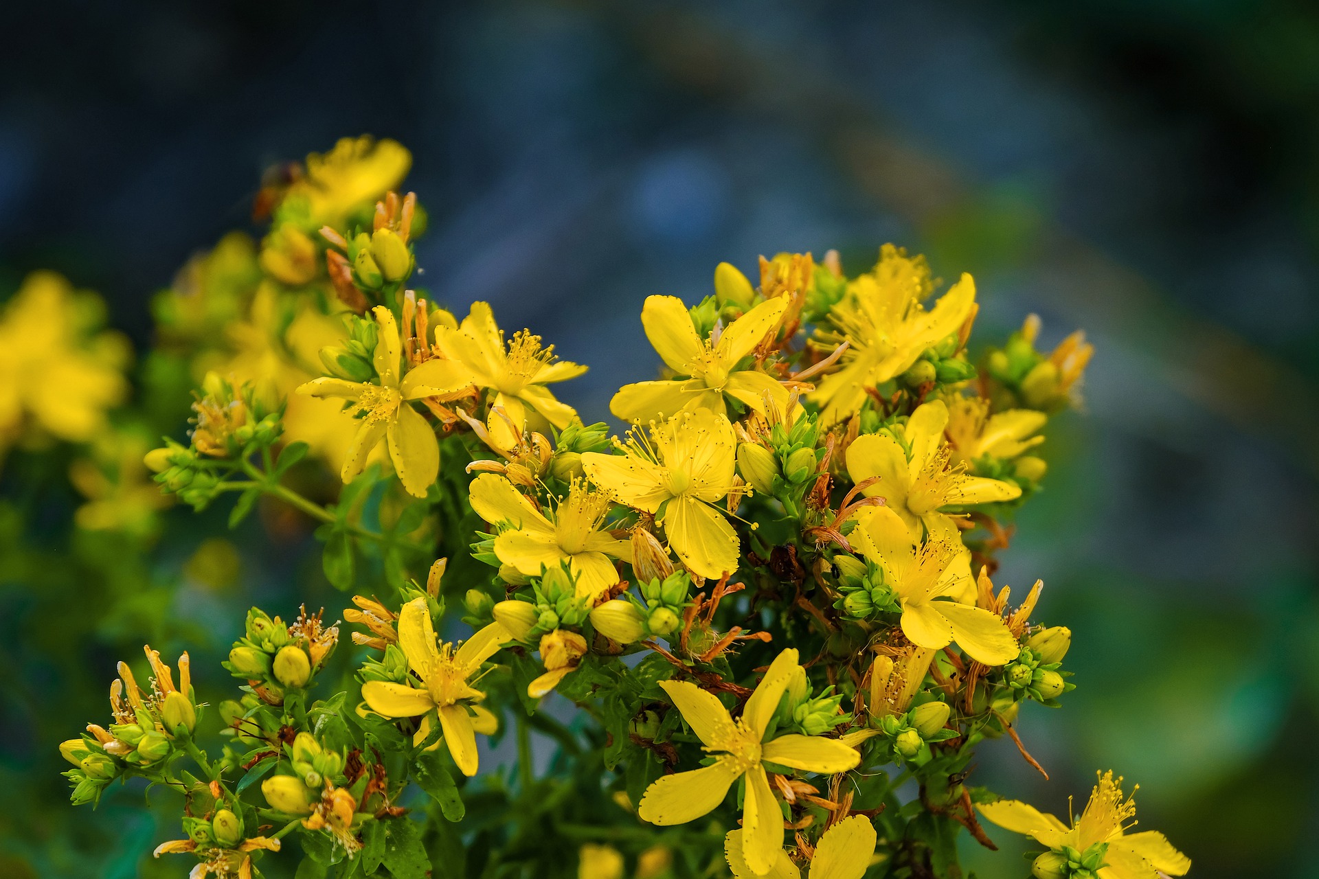 St Johns Wort: All Your Questions Answered
