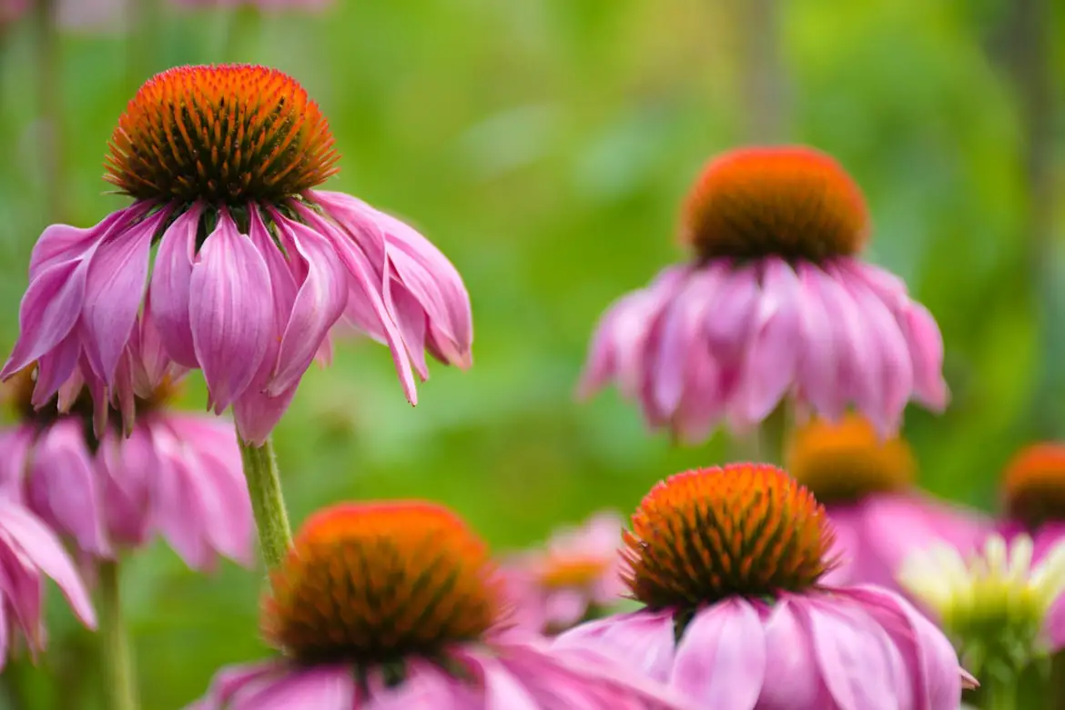Echinacea For Health: The Miracle Herb?